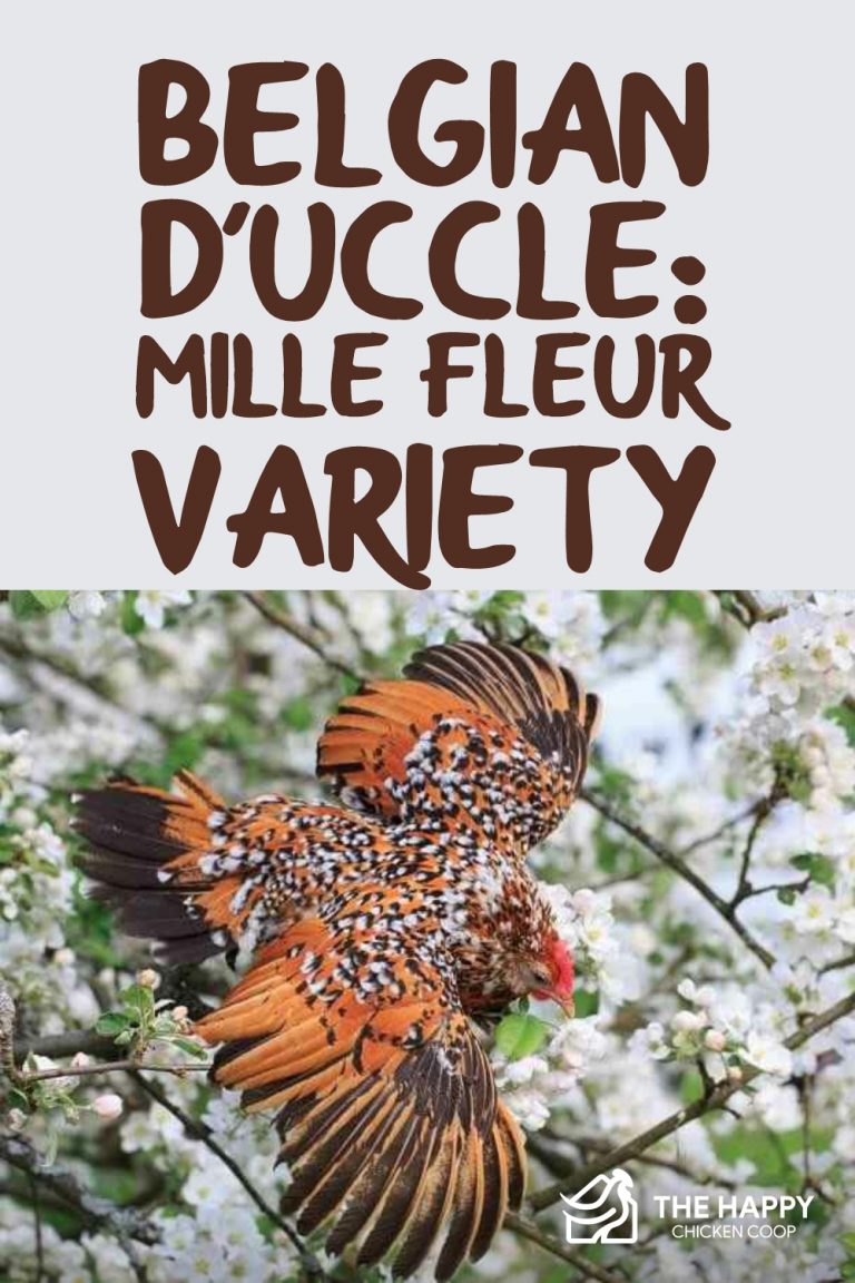 Belgian D’Uccle: Mille Fleur Variety, Egg Laying and More…