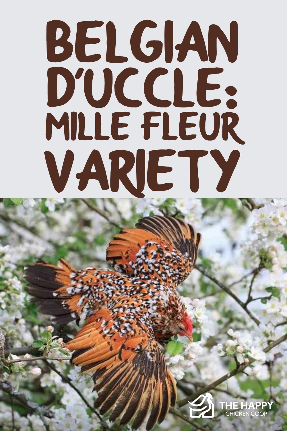 Belgian D’Uccle: Mille Fleur Variety, Egg Laying and More…