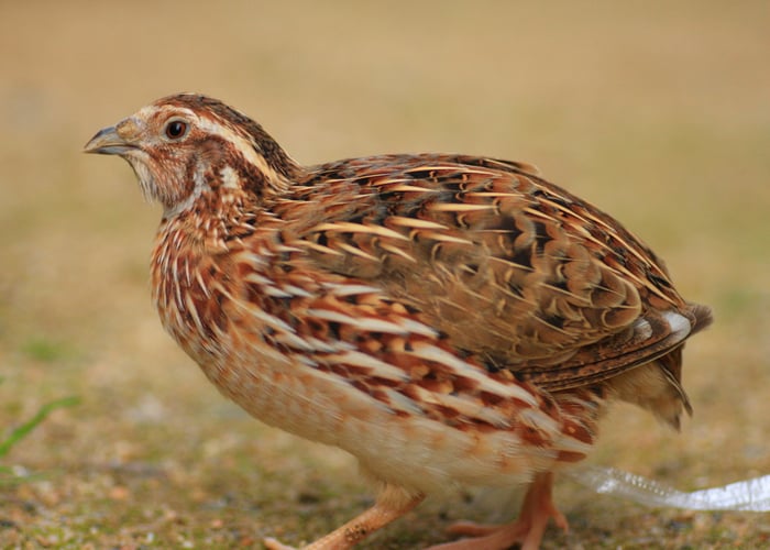 Best quail for eggs and meat: Coturnix quail
