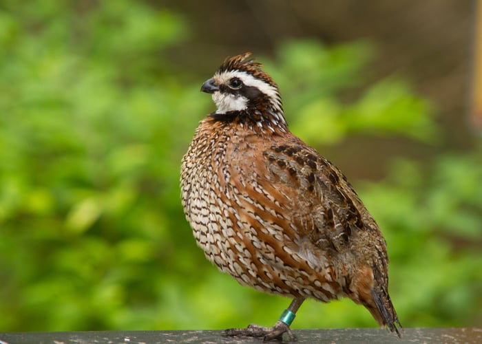 Best quail for sports: Bobwhite quail