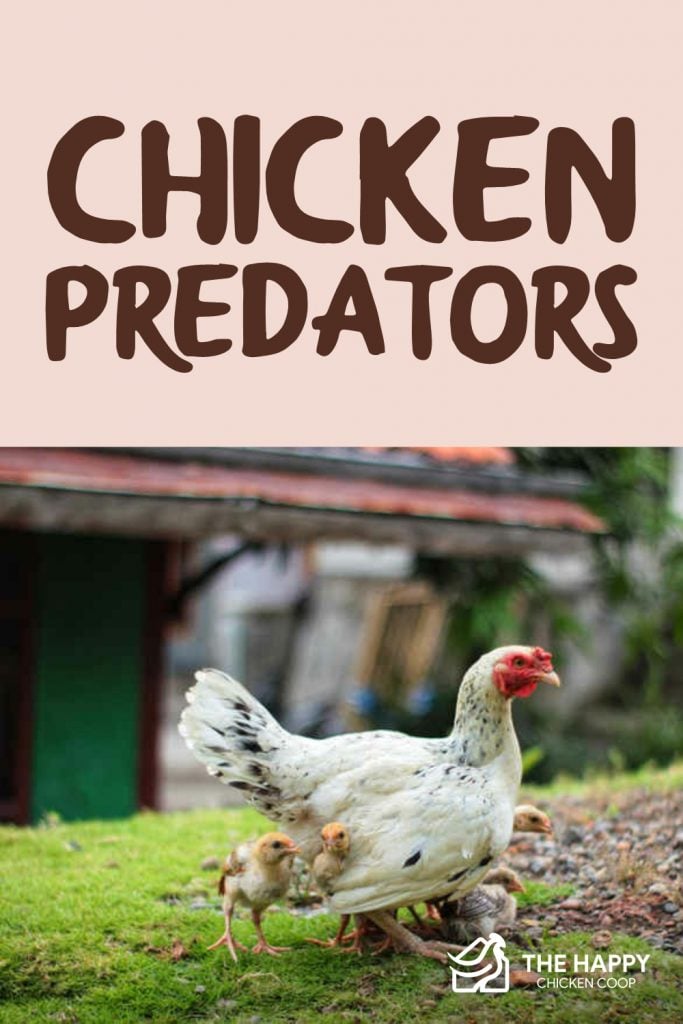 Chicken Predators