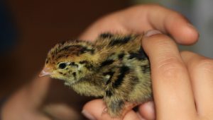 7 Pet Quail Breeds That Are Perfect for Kids