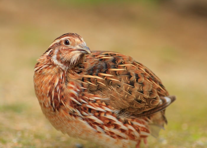 Pet Quail Breeds That Are Perfect for Kids: Coturnix