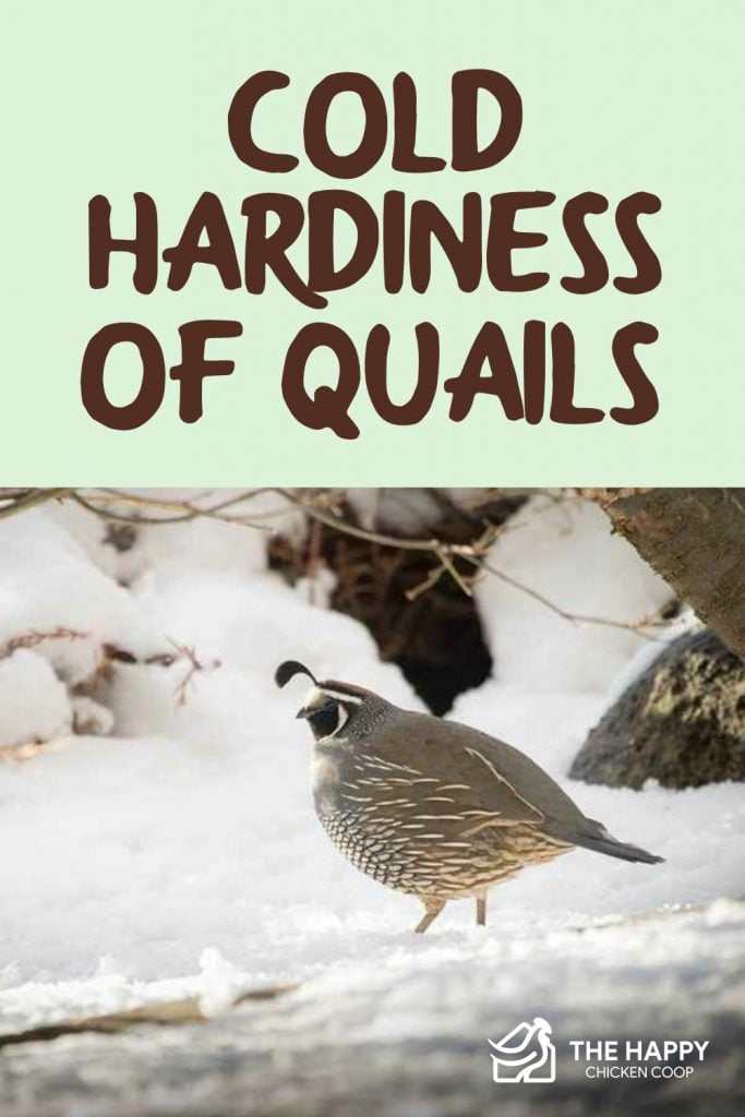 Cold Hardiness of Quails