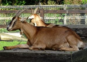 Dairy goat breed for homesteading- Toggenburg