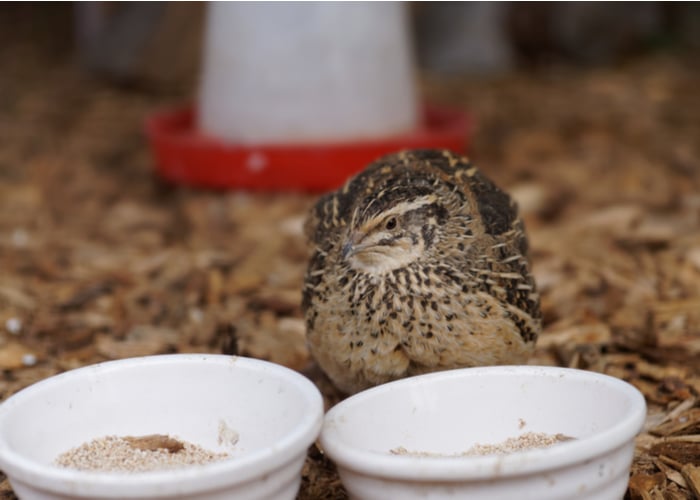 Feeding the Quails Ideal for New Poultry Keepers