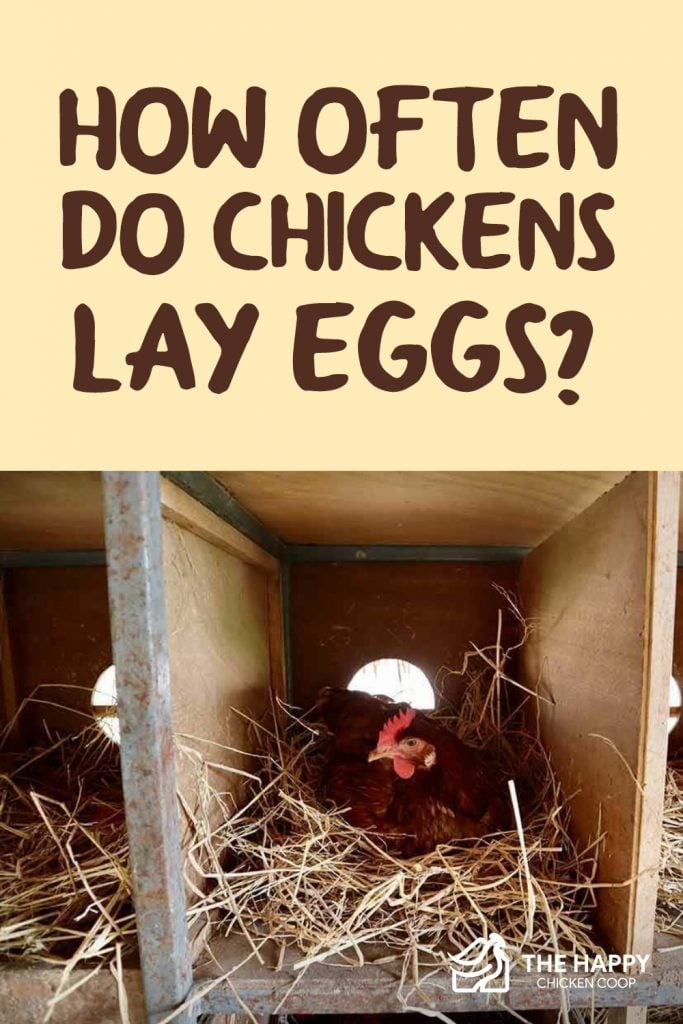 How Often Do Chickens Lay Eggs