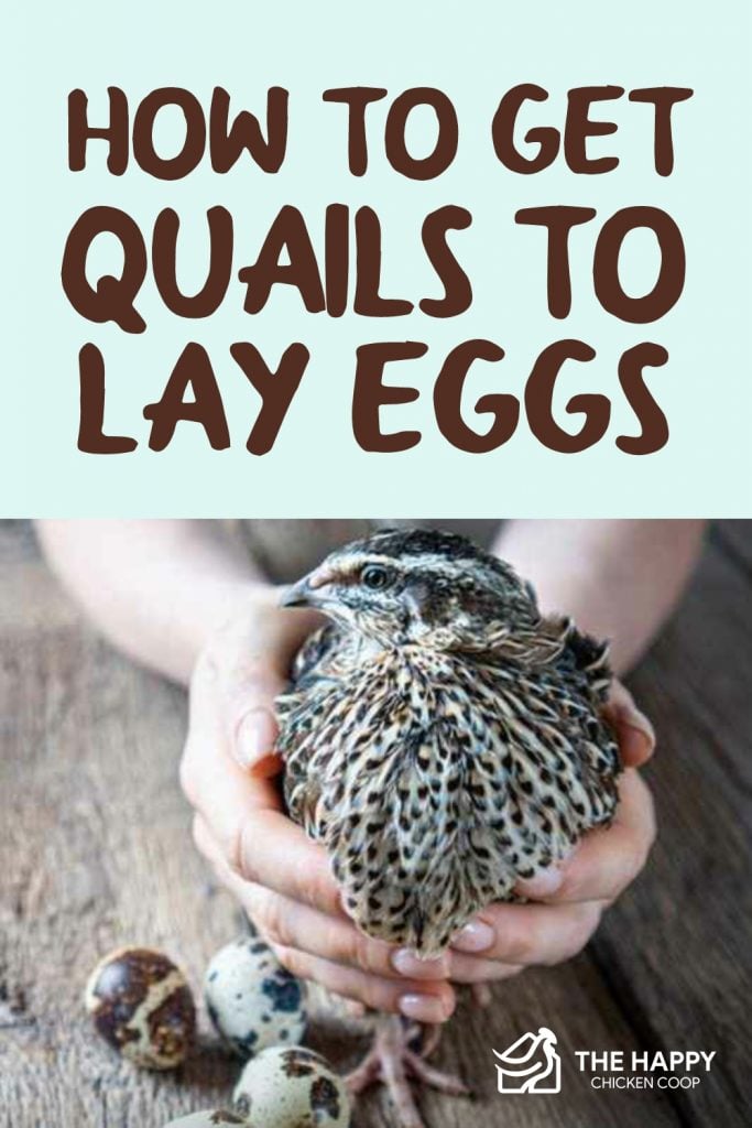 Get Quails to Lay Eggs