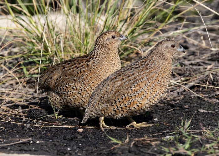 How to Get Quails to Lay Eggs - Summary