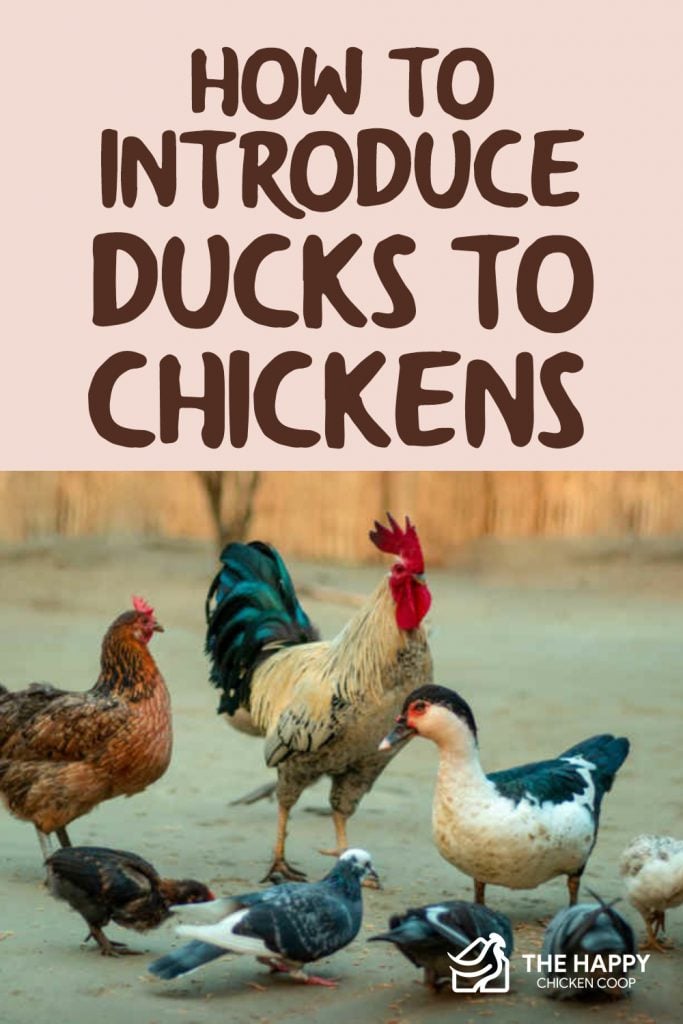 Introduce Ducks to Chickens