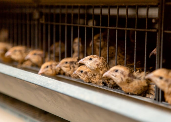 Quails Ideal for New Poultry Keepers
