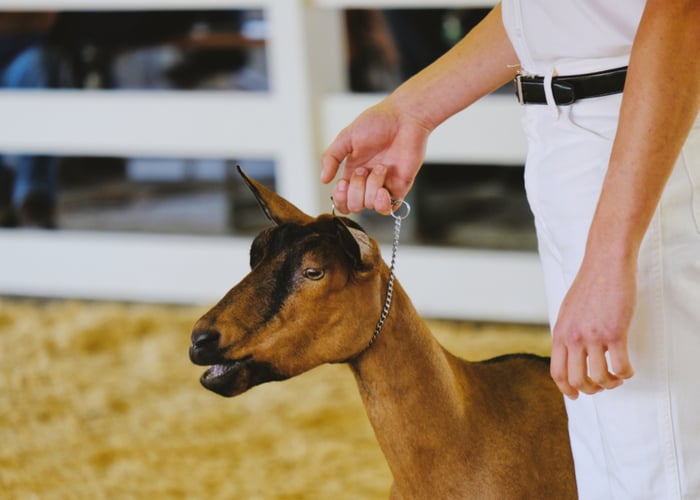 Milk goat breeds - Oberhasli