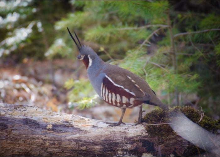 Mountain Quail Species