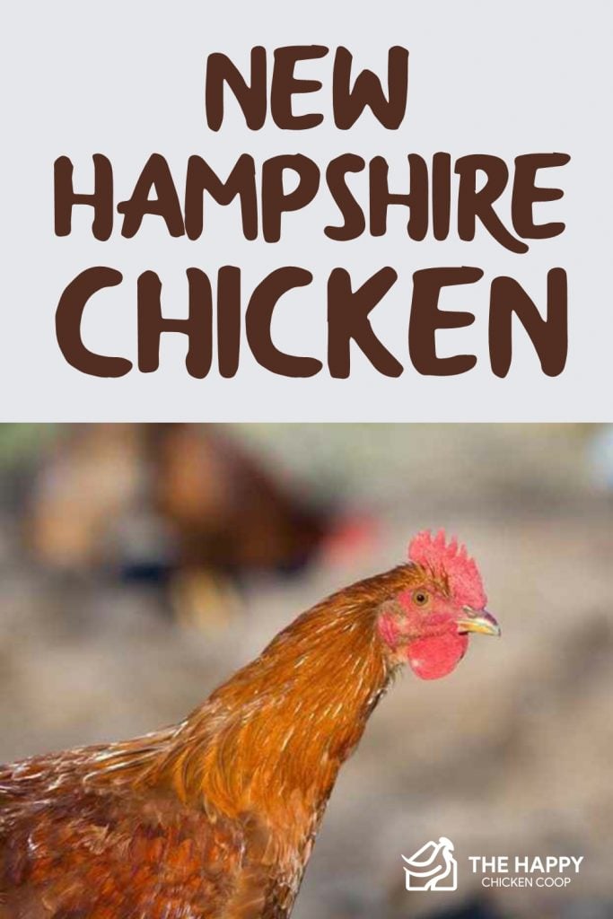 New Hampshire Chicken 