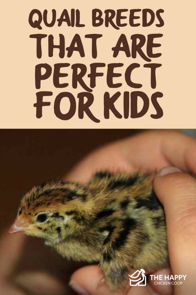 Quail Breeds That Are Perfect for Kids