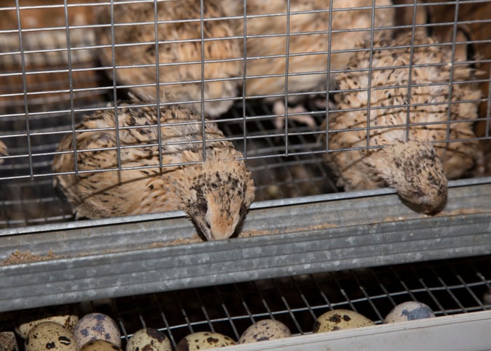 Quail laying eggs