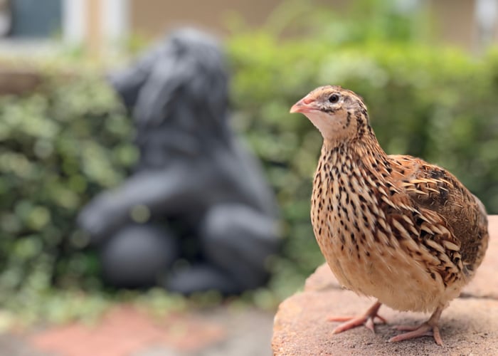 Quail not laying eggs