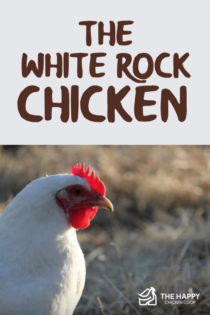 White Rock Chicken