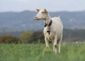 Third meat goat breed for homesteading- Spanish