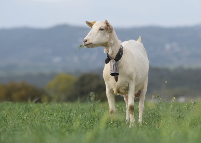 Third meat goat breed for homesteading- Spanish