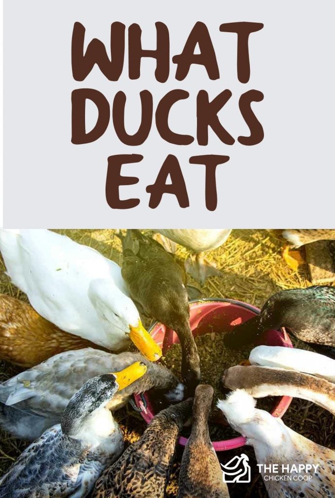 What Ducks Eat: Everything You Need To Know