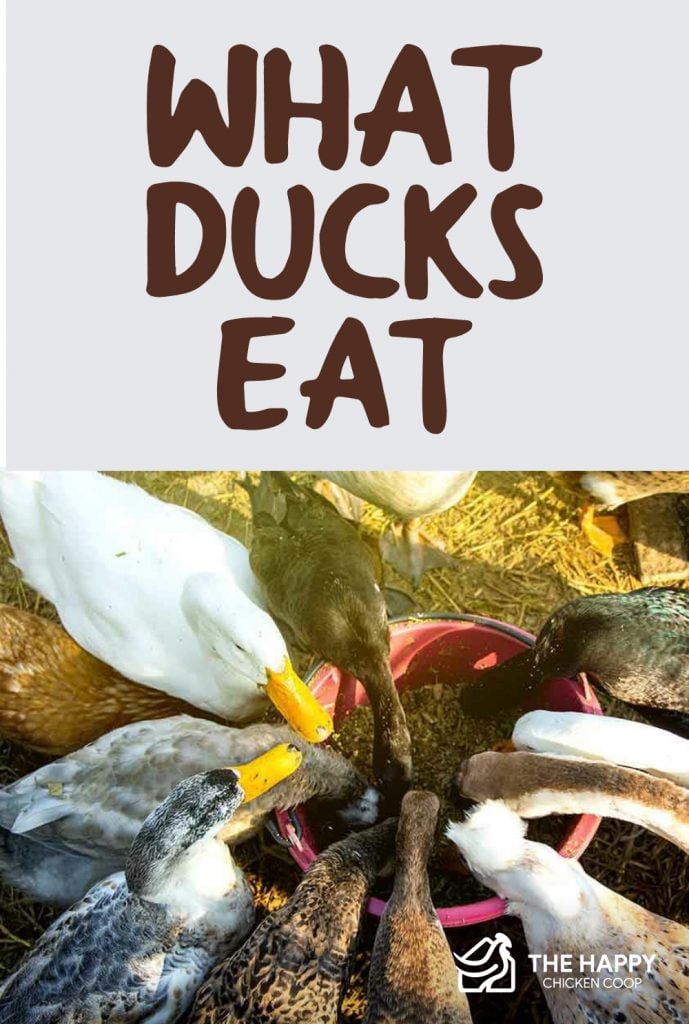 What Ducks Eat