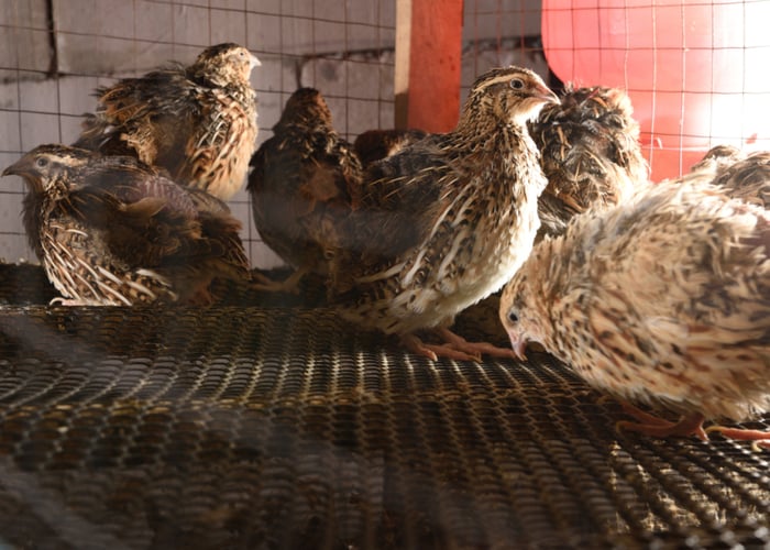 How to Get Quails to Lay Eggs (7 Tips for Laying Quail Keepers)
