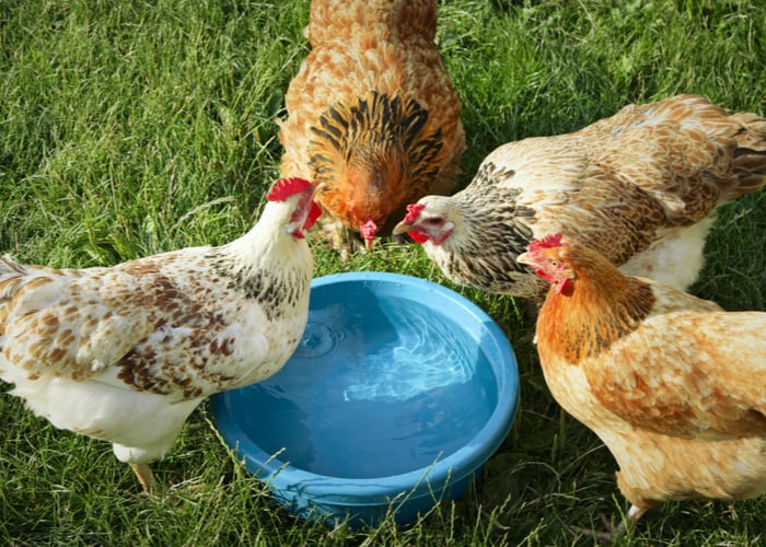 Adding probiotics for chickens in the water