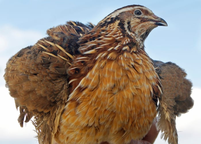 coturnix quail as pets