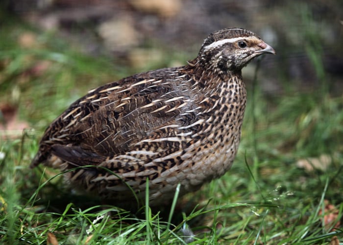 coturnix types of quails