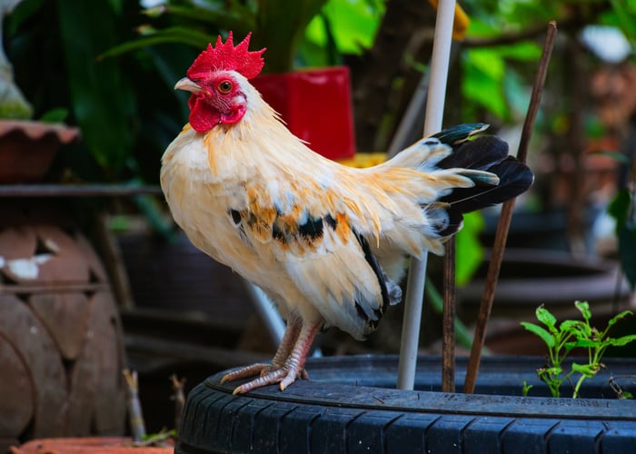 dutch bantam chicken breed resting on top of tire