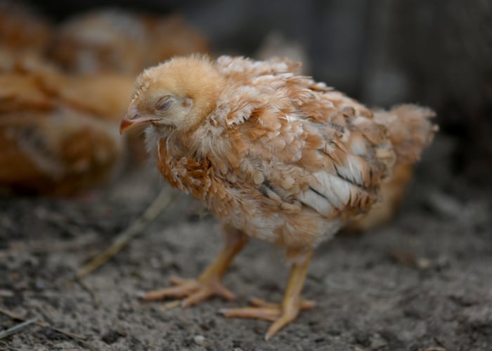 enteritis in poultry with sick chick
