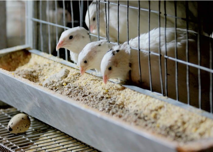 feeding as part of how to care for quails