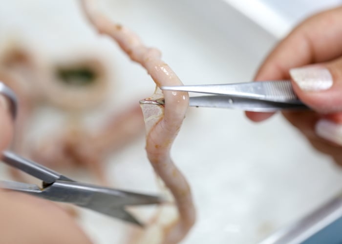 intestinal enteritis in chickens