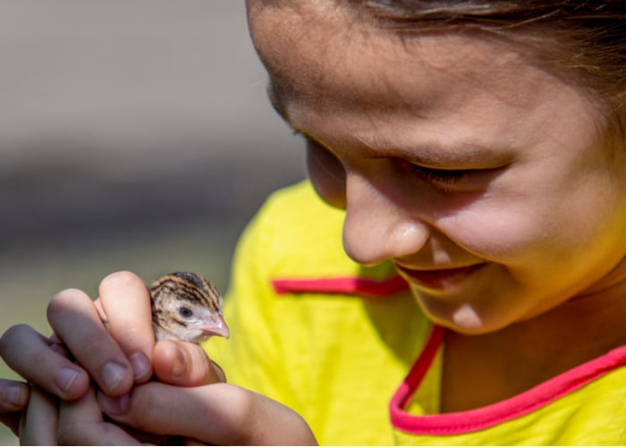 keeping quail pets