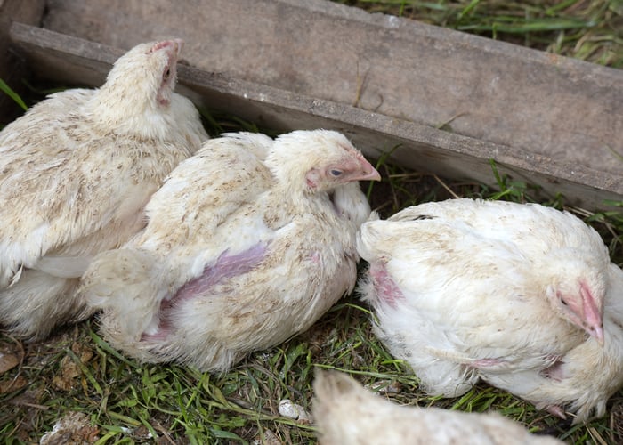 necrotic enteritis causes depression in chickens