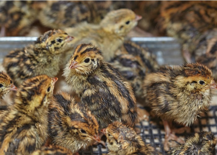 do quails travel in packs