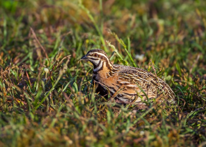 quail trying to eat bugs