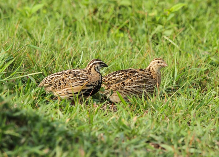 quails that eat ticks