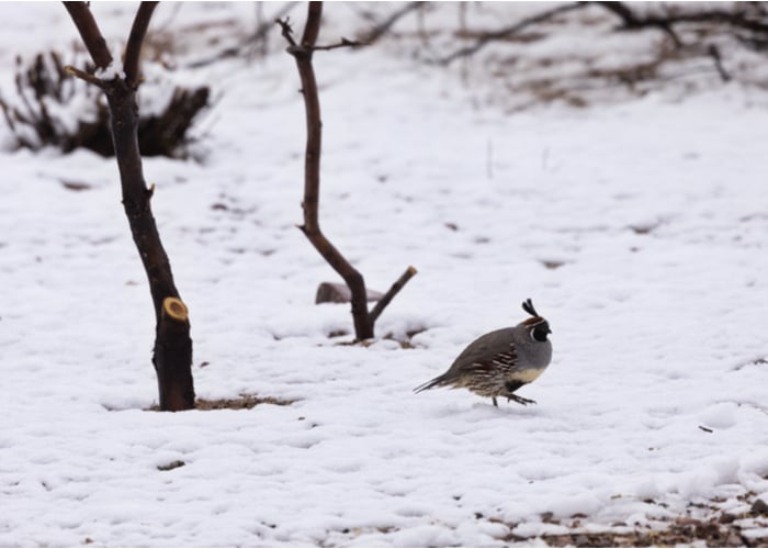 cold hardiness of quail