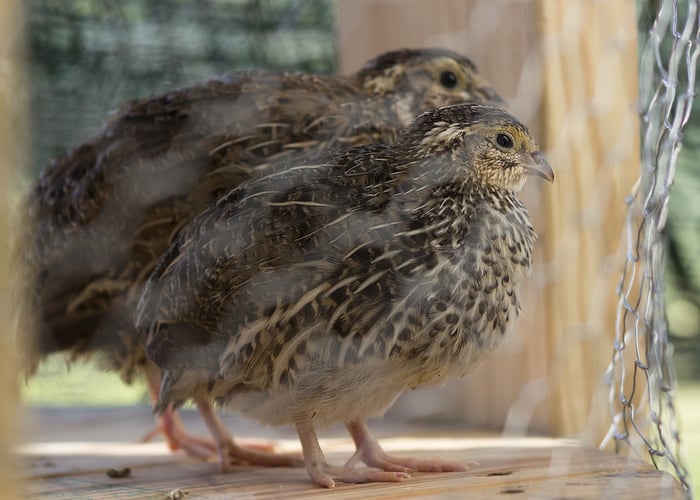 raising quails