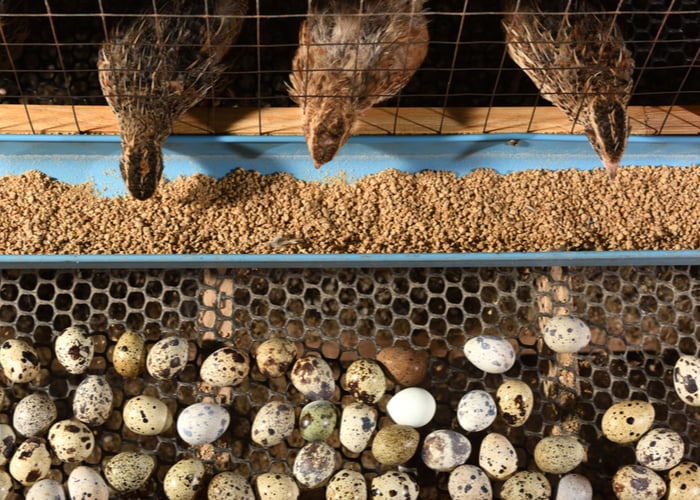 quail laying eggs