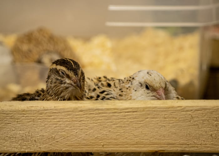 sick quails due to ticks