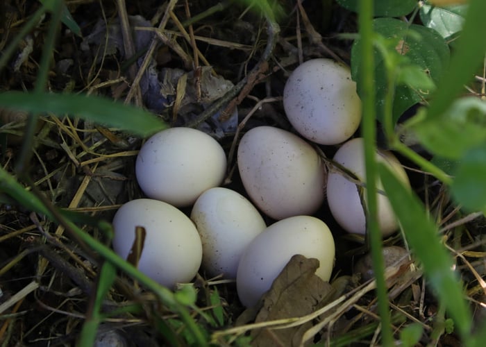 small eggs of dutch bantam hens