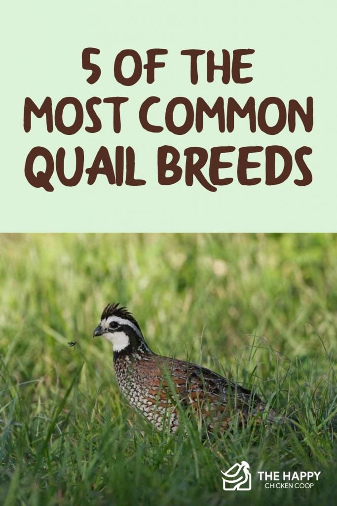 5 of The Most Common Quail Breeds