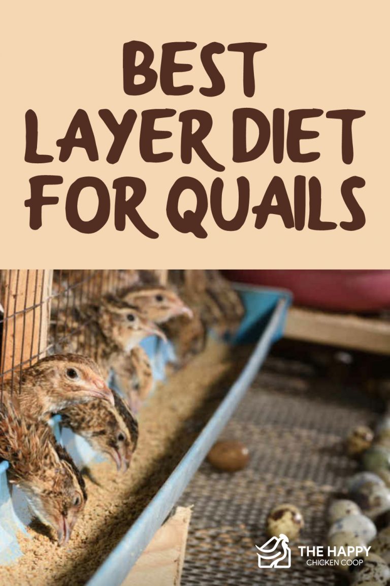 View of Best Layer Diet for Quails (5 Best Feed for Laying Quails)
