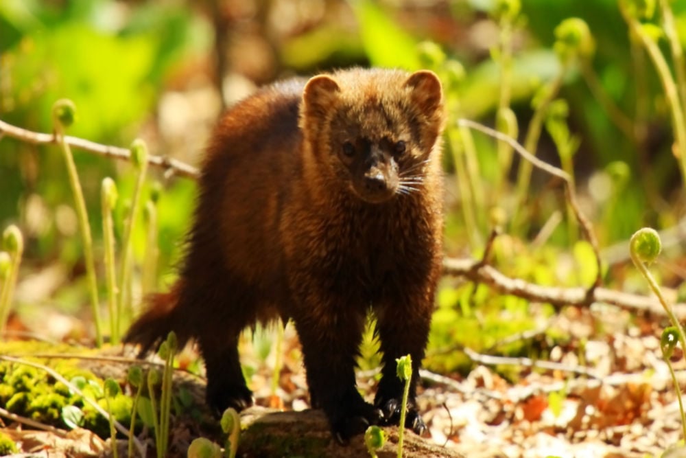 Fisher Cat Attack