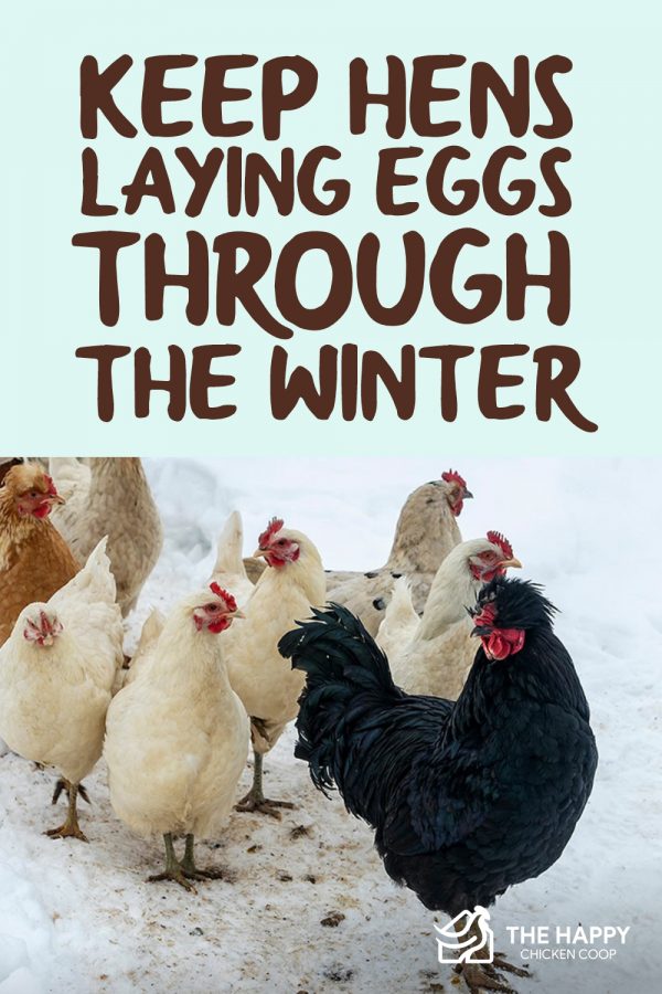 Keep Hens Laying Eggs Through The Winter The Happy Chicken Coop