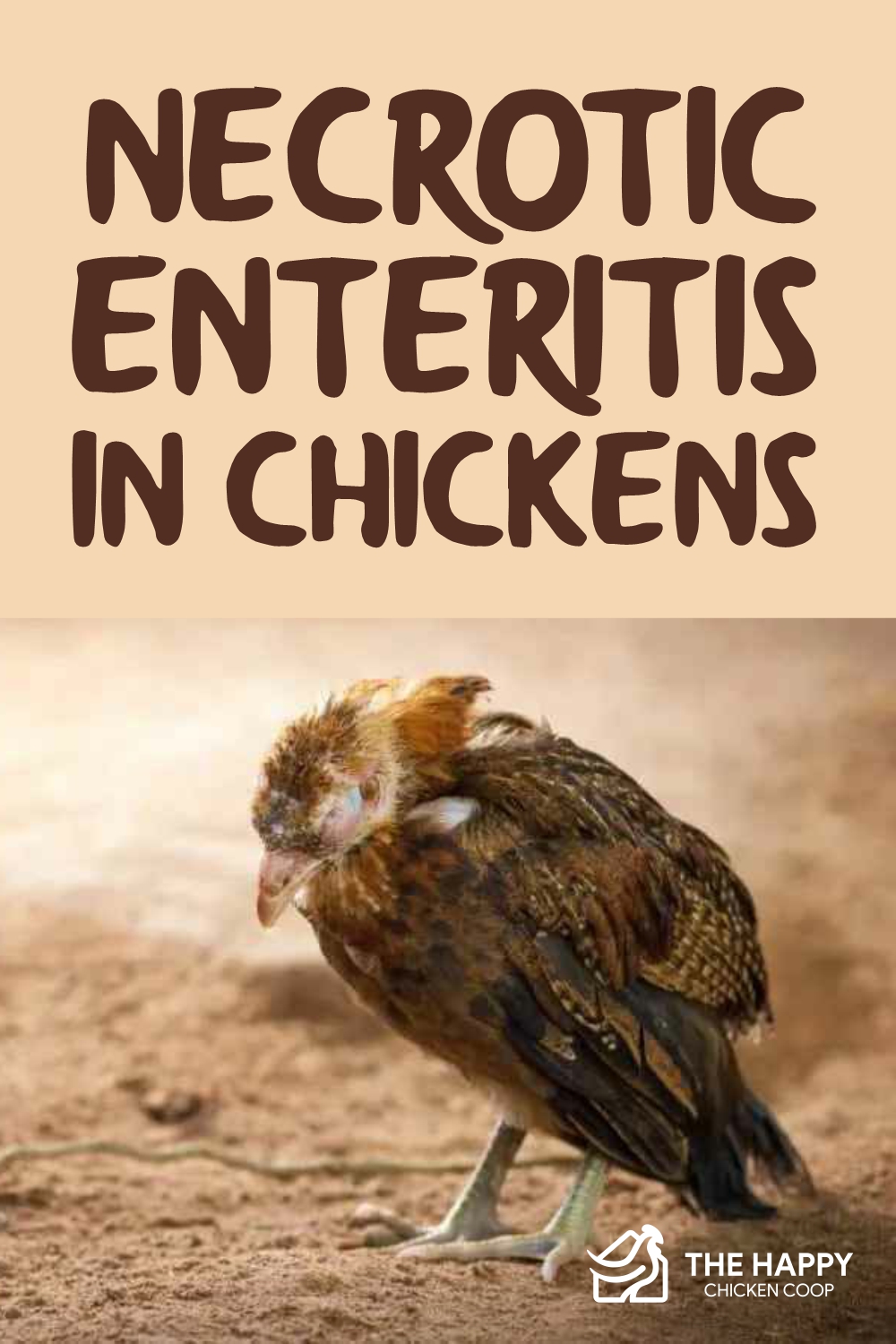 Necrotic Enteritis in Chickens: A Complete Overview of Enteritis in Poultry