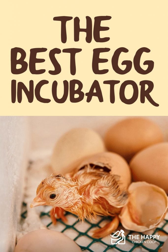 The Best Egg Incubator